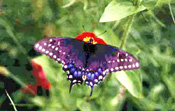 Butterfly from FlutterbyGardens.com