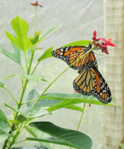 Butterfly from FlutterbyGardens.com
