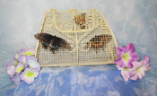 Butterfly Release Cage from FlutterbyGardens.com