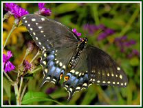 Eastern Black Swallowtail (photo © Oscar Gutierrez)