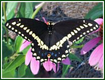 Eastern Black Swallowtail (photo © Edith Smith)